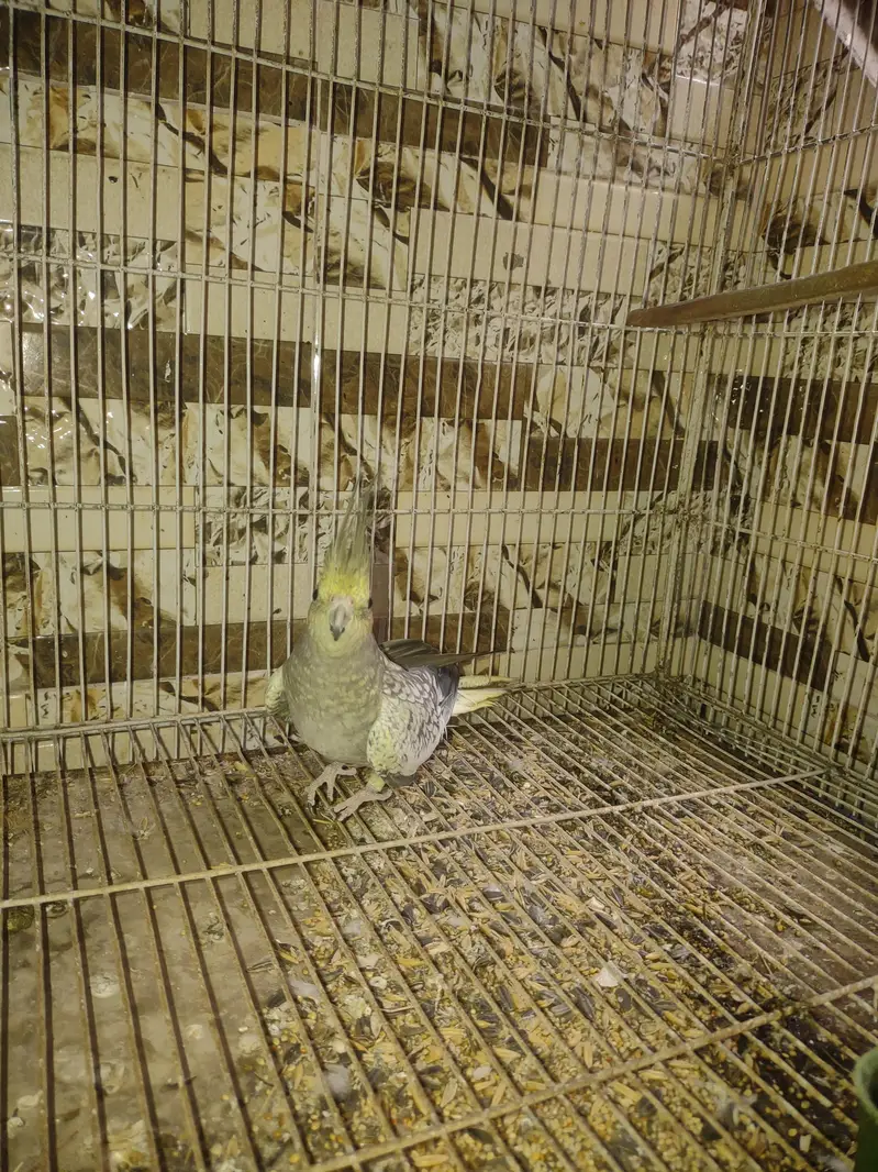 Urgent sell Cocktail and Lovebirds — photo 2