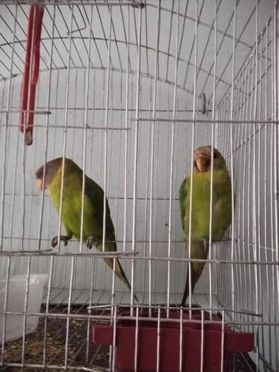 parrot