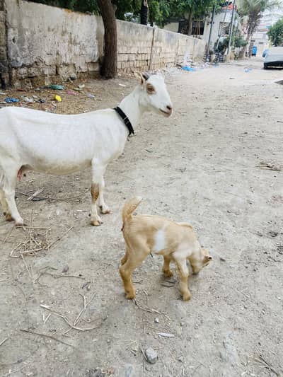 Teddy bakri with female kid and pregnant tapri bakri