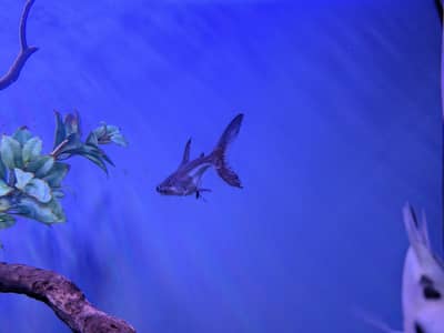 Naja shark 5 inches active and healthy