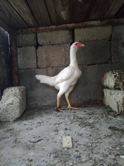 WHITE HEERA ASEEL MURGI FOR SALE  ANDE DETI HA