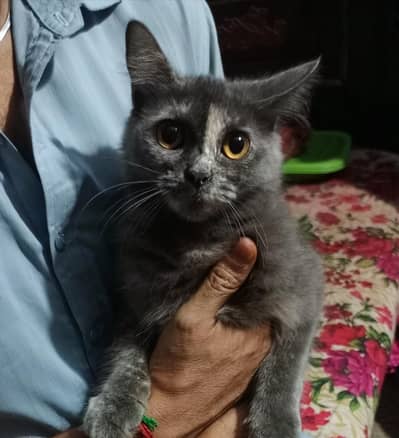 Cute Grey Fluffy Kitten for Sale in Lahore | Golden Eyes