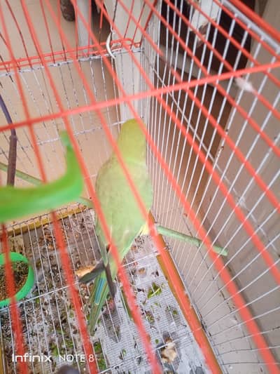 parrot with cage
