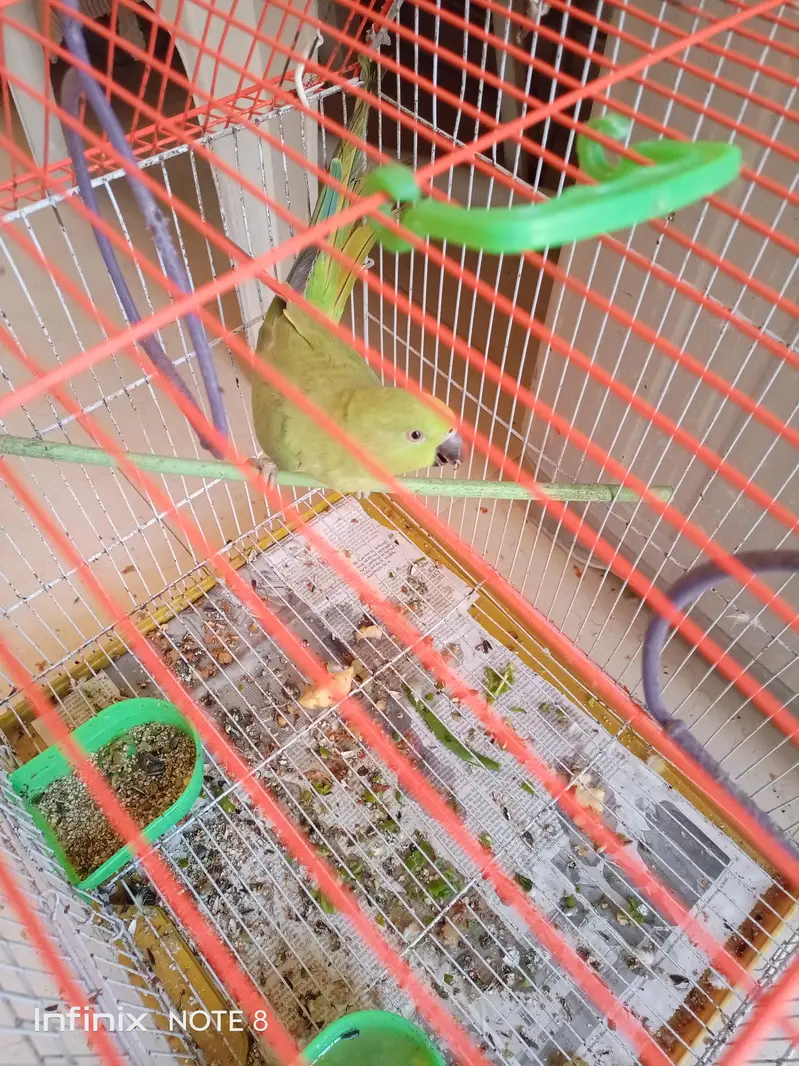 parrot with cage — photo 2