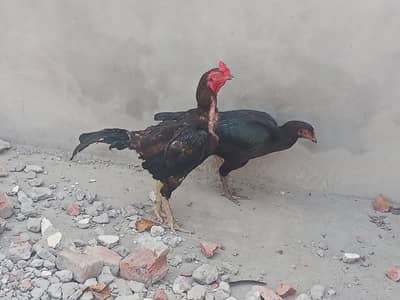 mushka pair urgunt sale