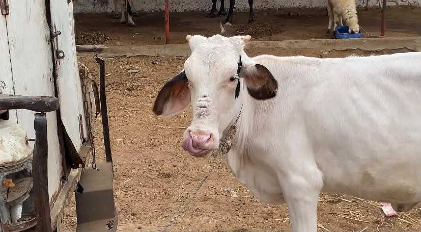 pure gulabi bachiya 2027 qurbani available resinoble price — photo 5