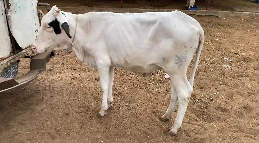 pure gulabi bachiya 2027 qurbani available resinoble price — photo 6