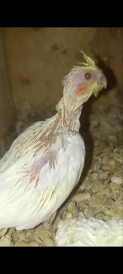 chicks for handtame