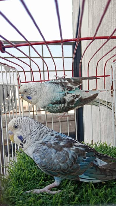 blue black wing breeder pairs available