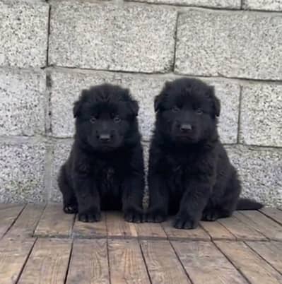 German Shepherd Puppies Available for Sale