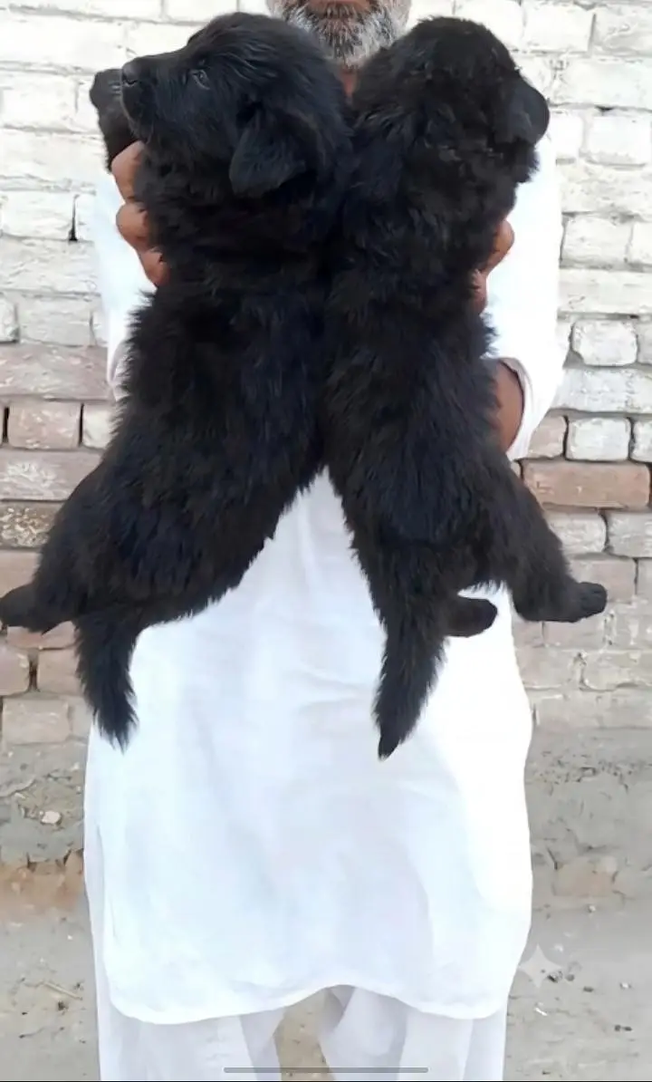 German Shepherd Puppies Available for Sale — photo 2
