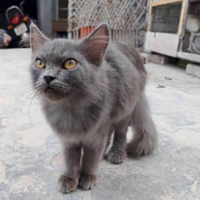 Beautiful Grey Persian Cat for Sale