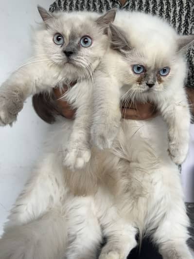 For sale urgent