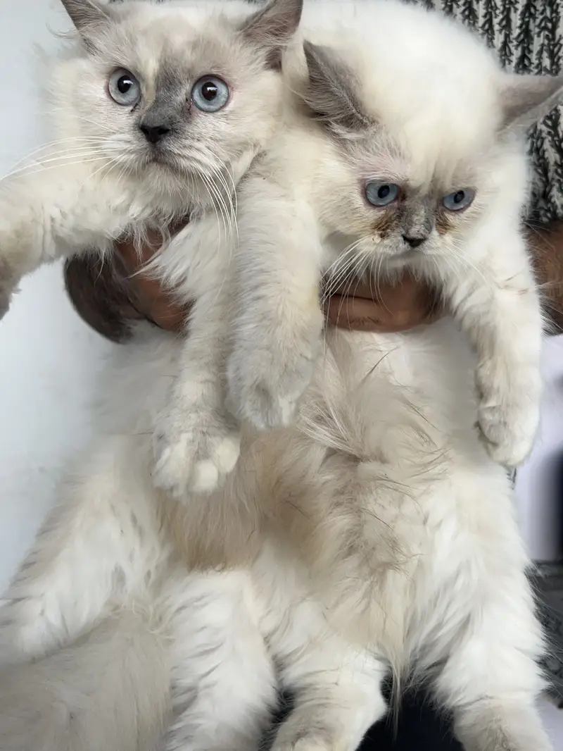 For sale urgent — photo 2