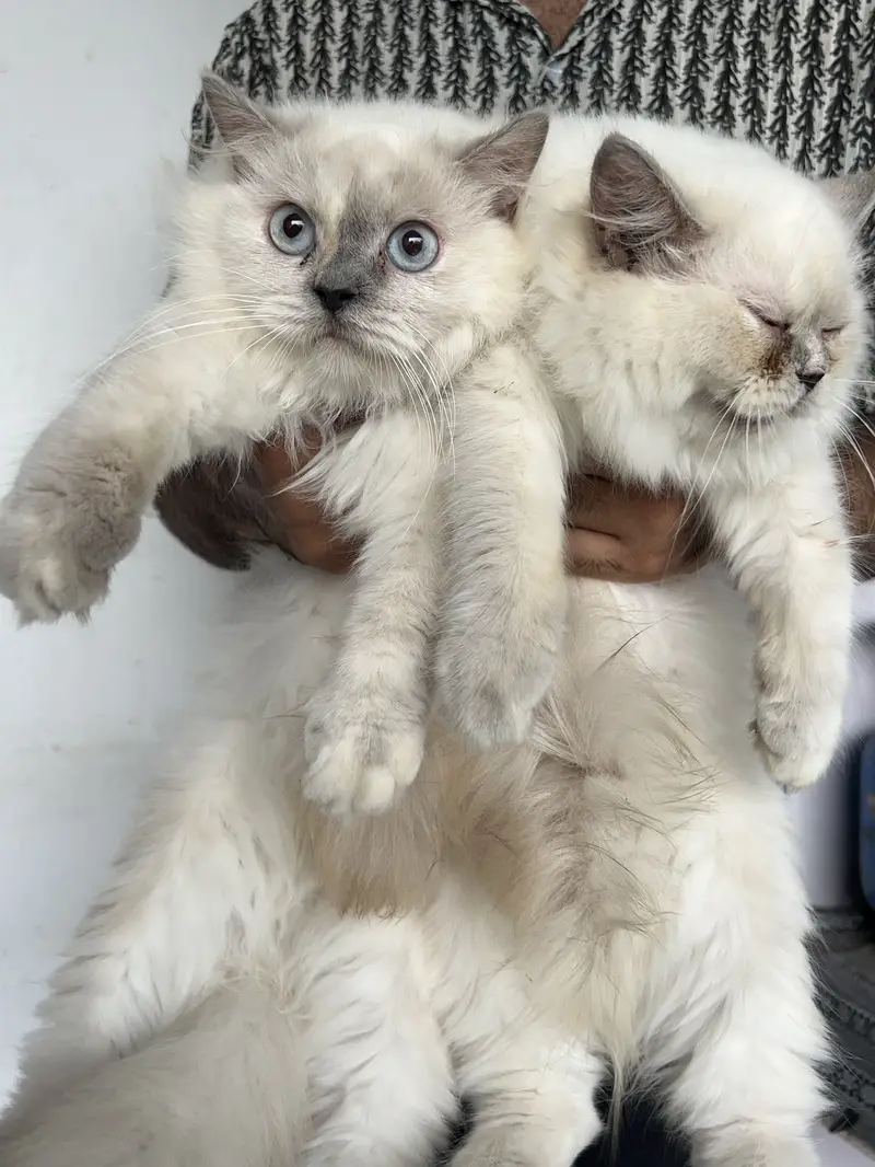 For sale urgent — photo 3