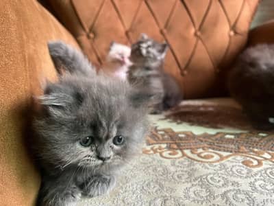 Persian x Himalayan cute little kittens for sale