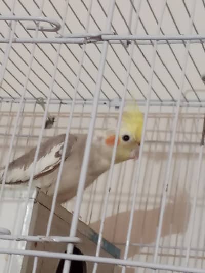 urgent sale krna h with cage k sath