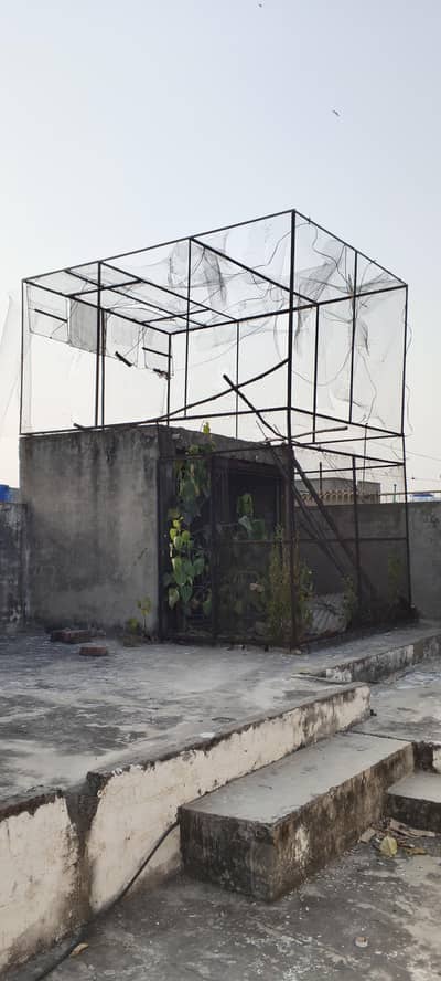 pigeon cage