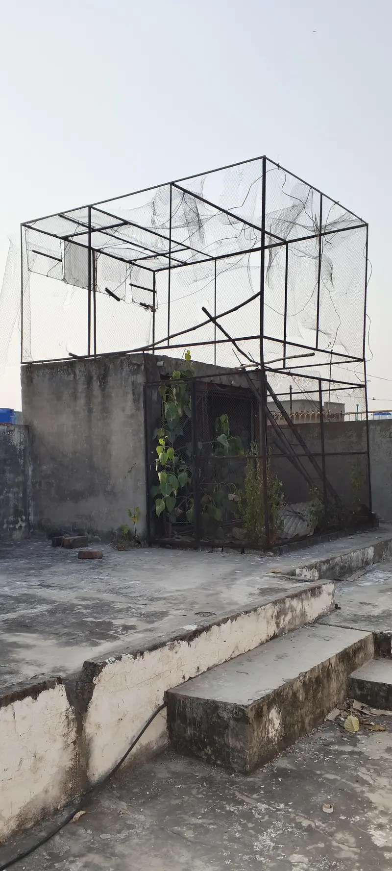 pigeon cage — photo 2