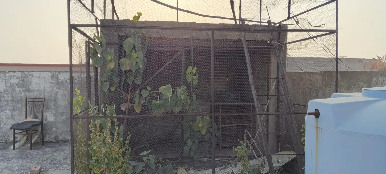 pigeon cage — photo 5