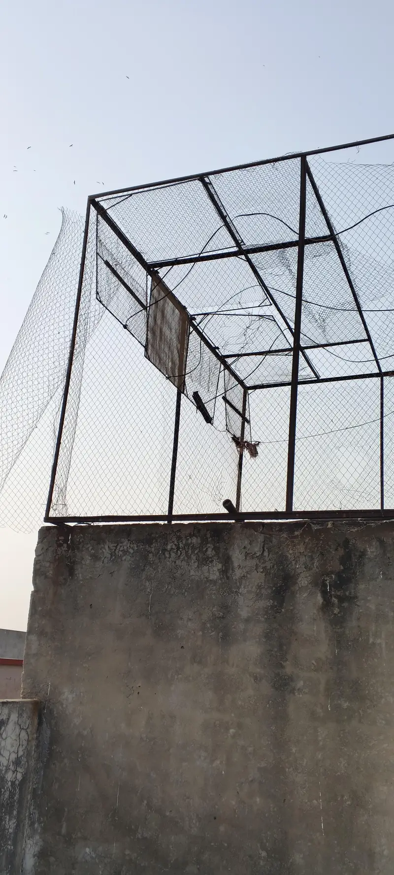 pigeon cage — photo 7