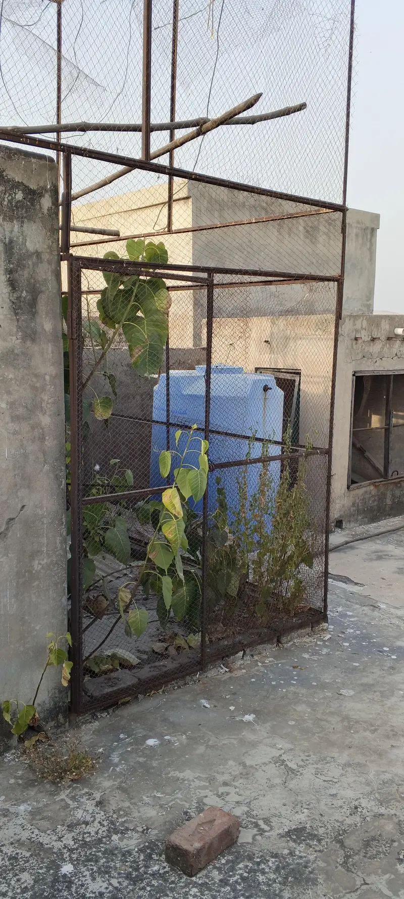pigeon cage — photo 9