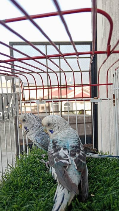 blue Black wing breeder pair available contact no. 03285533122