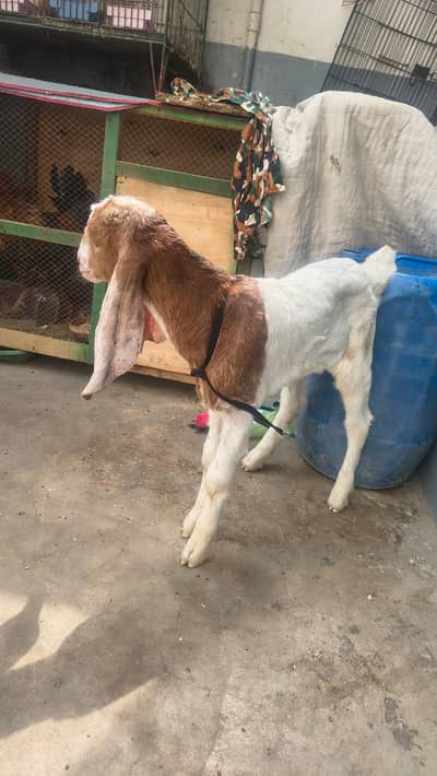 Goat baby health play Full Active Masha Allah Sb khata huwa hai