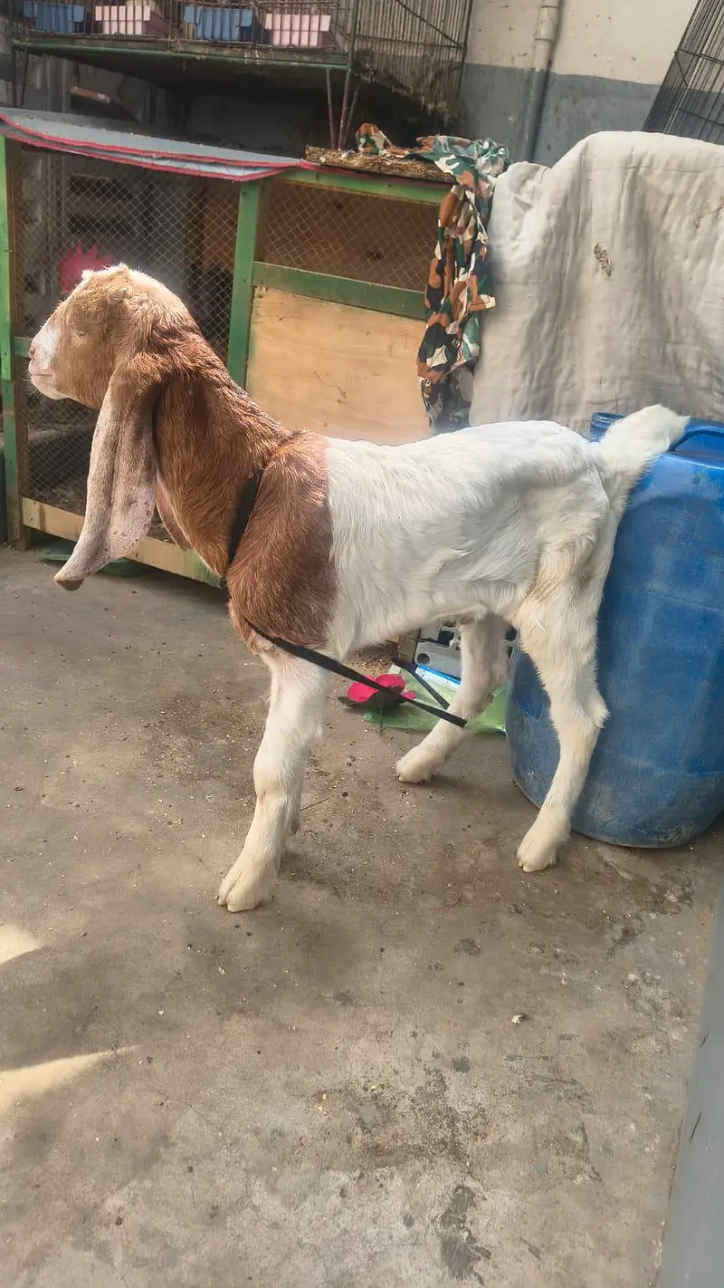 Goat baby health play Full Active Masha Allah Sb khata huwa hai — photo 3
