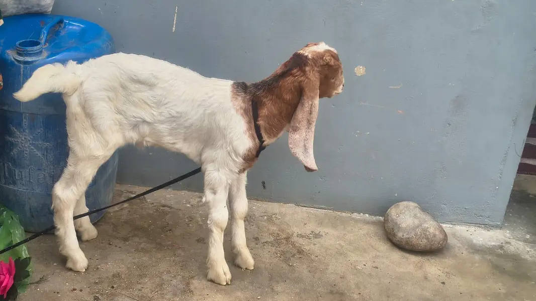 Goat baby health play Full Active Masha Allah Sb khata huwa hai — photo 4
