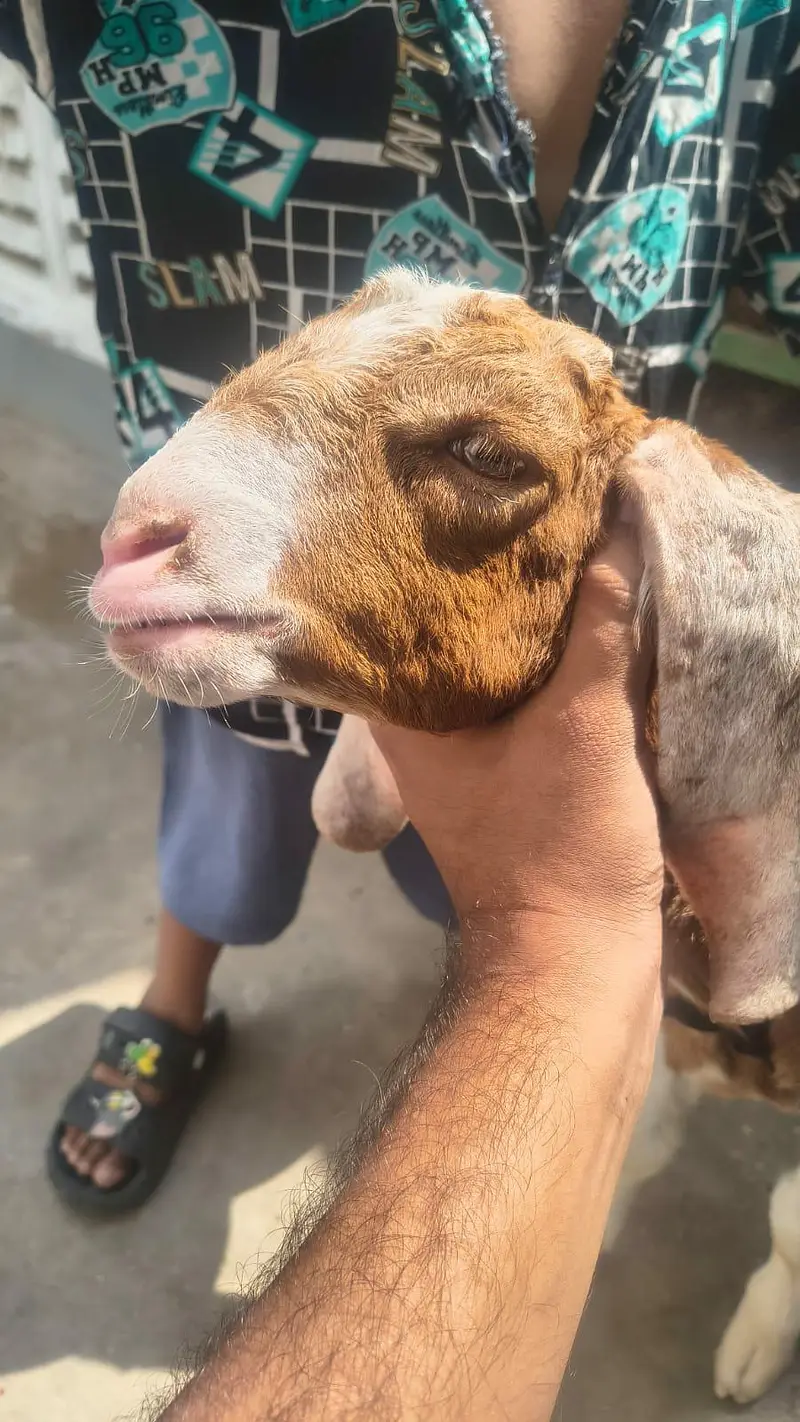 Goat baby health play Full Active Masha Allah Sb khata huwa hai — photo 5