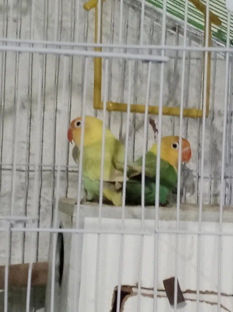 urgent sale krna h — photo 2