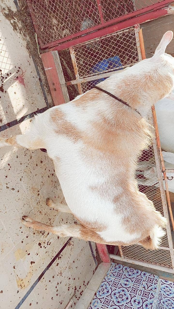 Tedda Bakra 1