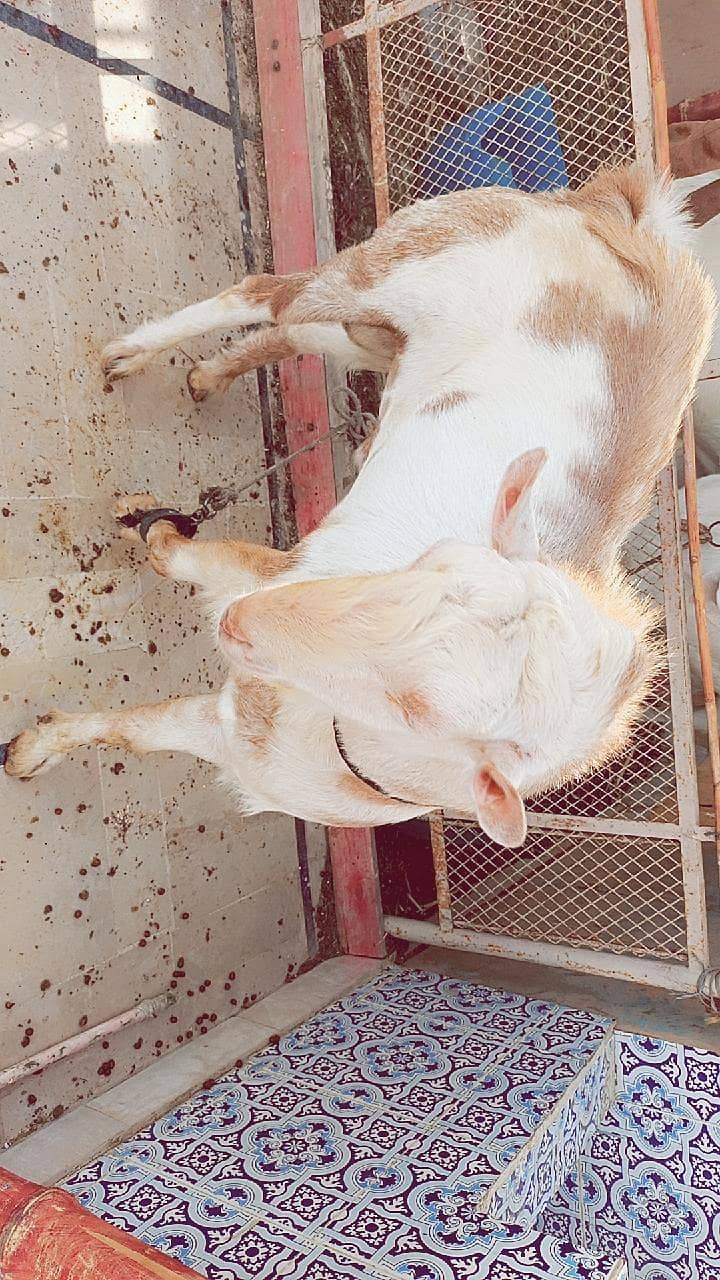 Tedda Bakra 3