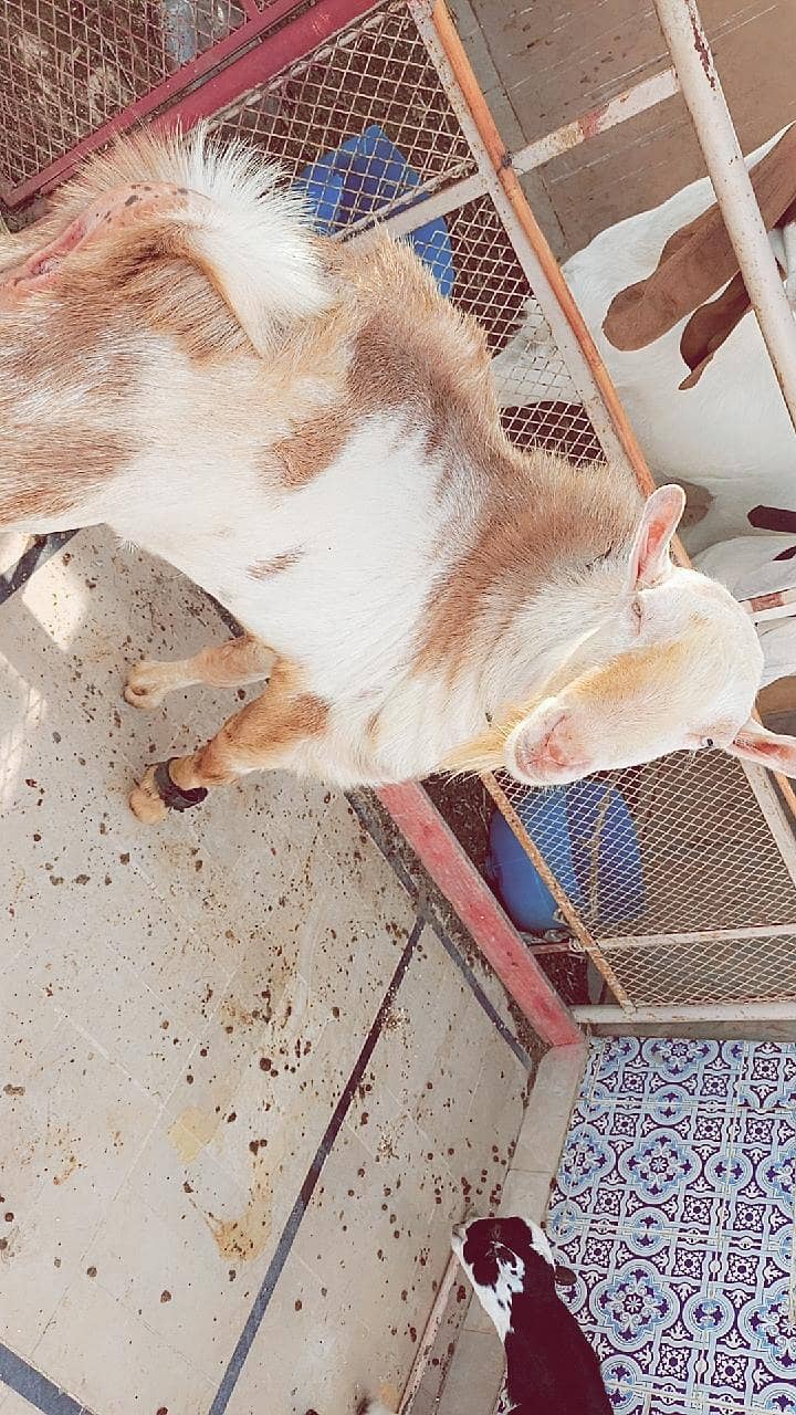 Tedda Bakra 4