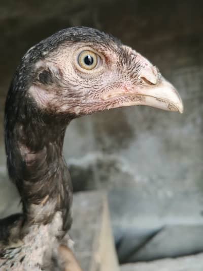 Kamalia Female Pathia for sale