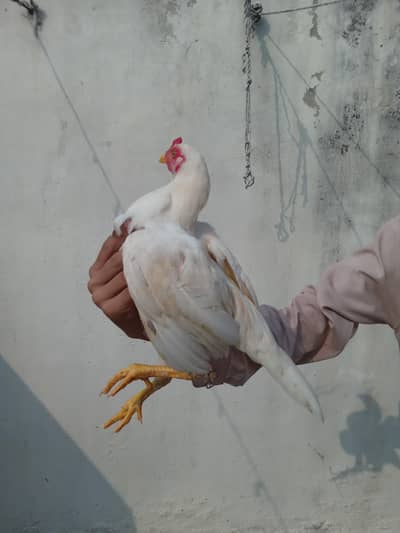 Aseel heera for sale patta paper white home breed