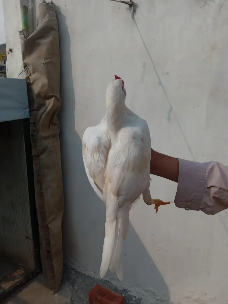 Aseel heera for sale patta paper white home breed — photo 2