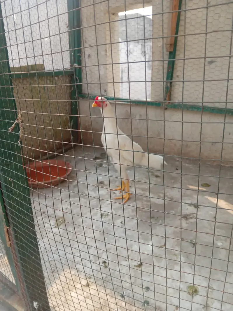 Aseel heera for sale patta paper white home breed — photo 3