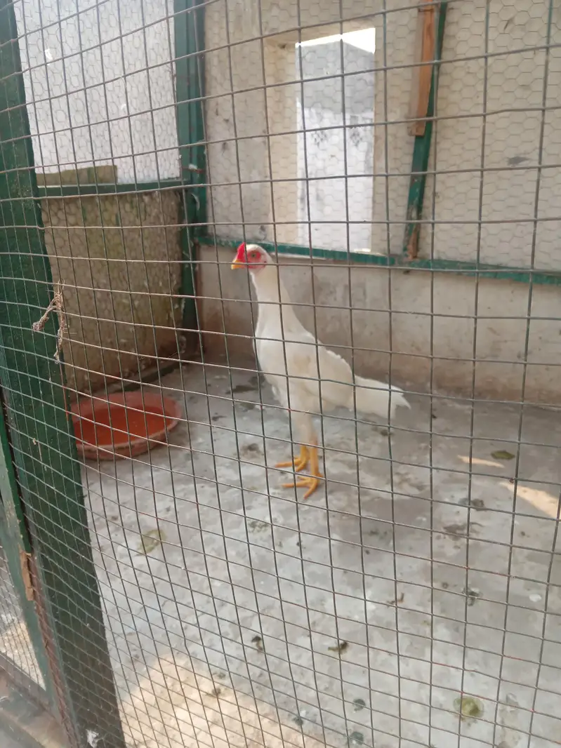 Aseel heera for sale patta paper white home breed — photo 4