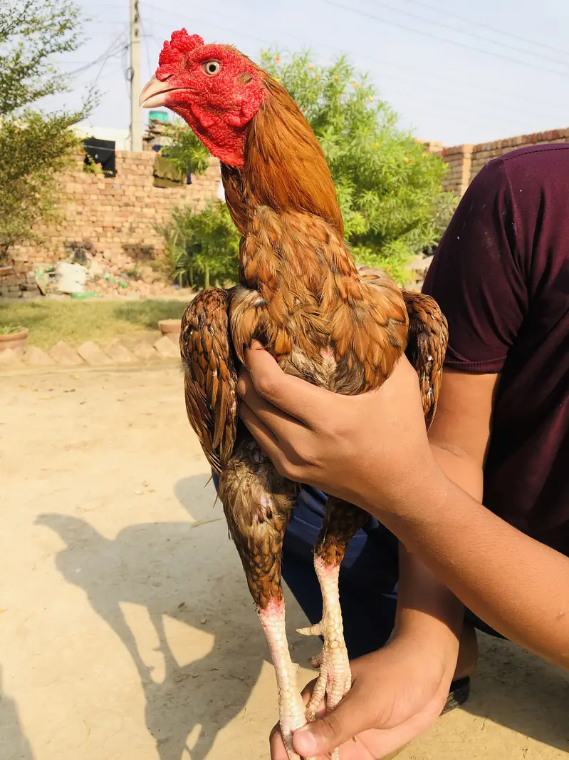 Aseel murga — photo 5