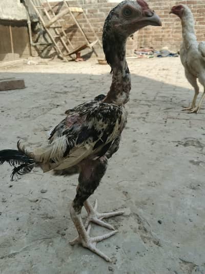 Kamalia Patha for sale