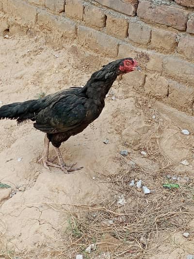 Aseel kuruk muskhi hen