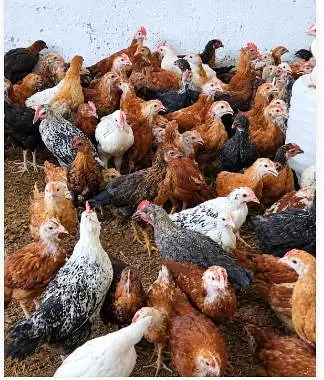 GOLDEN MISRI HENS 100% FULLY VACCINETED HEALTHY & ACTIVE — photo 2