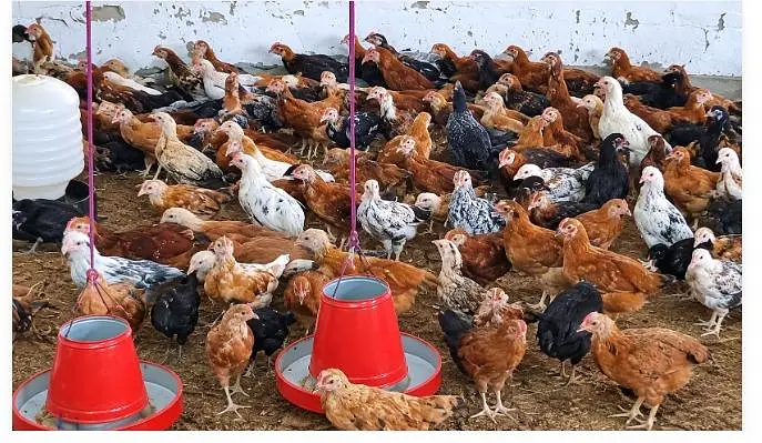 GOLDEN MISRI HENS 100% FULLY VACCINETED HEALTHY & ACTIVE — photo 3