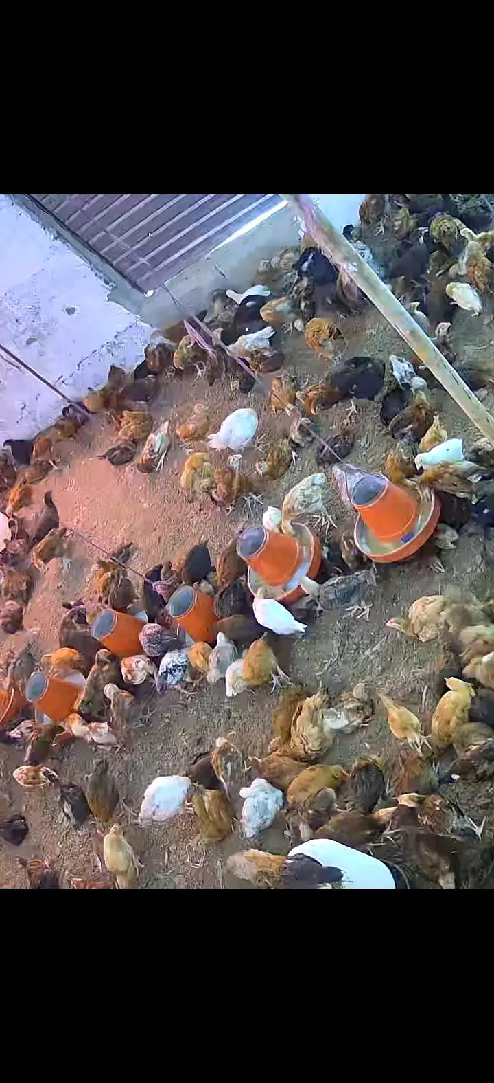GOLDEN MISRI HENS 100% FULLY VACCINETED HEALTHY & ACTIVE — photo 4