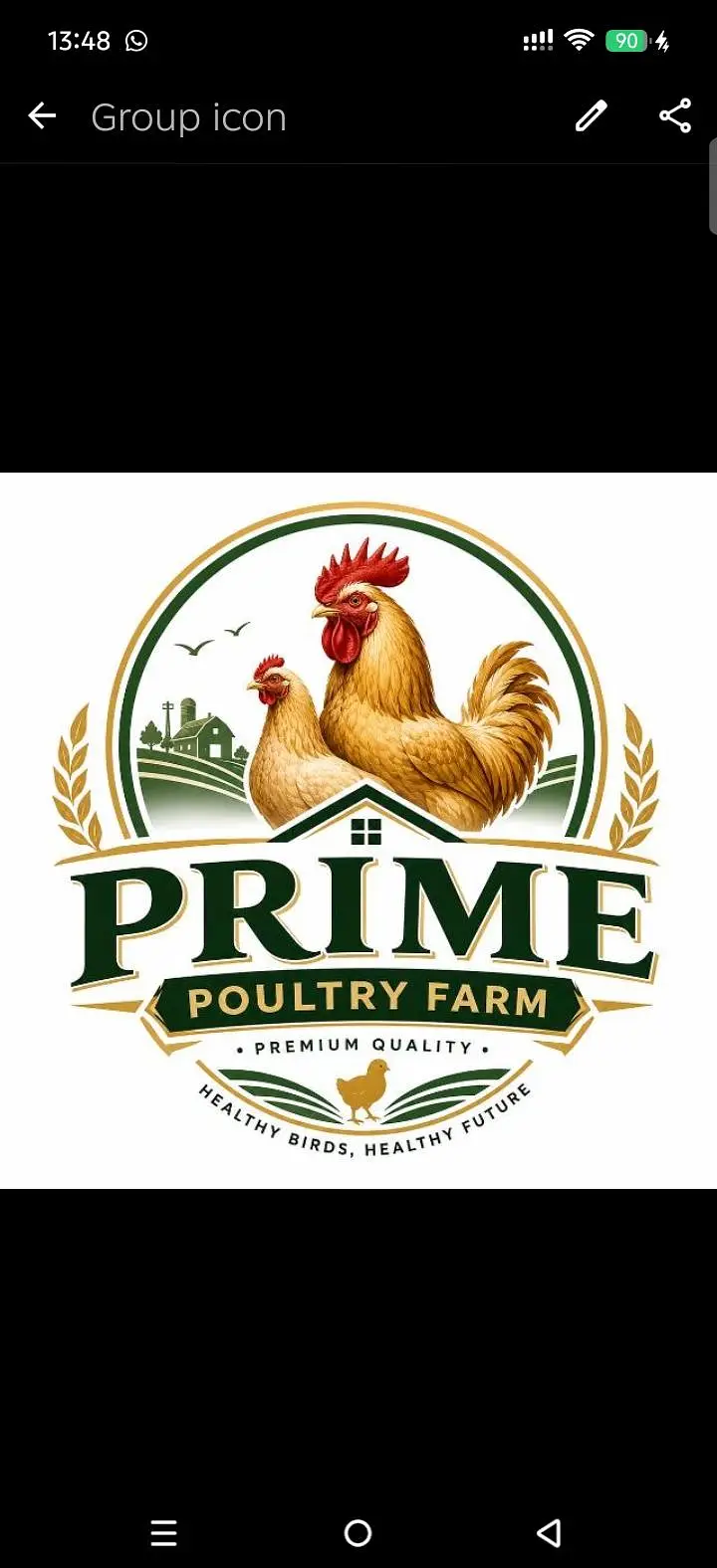 GOLDEN MISRI HENS 100% FULLY VACCINETED HEALTHY & ACTIVE — photo 5