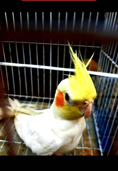 1 cocktail birds pair 1 love birds pair and large cage