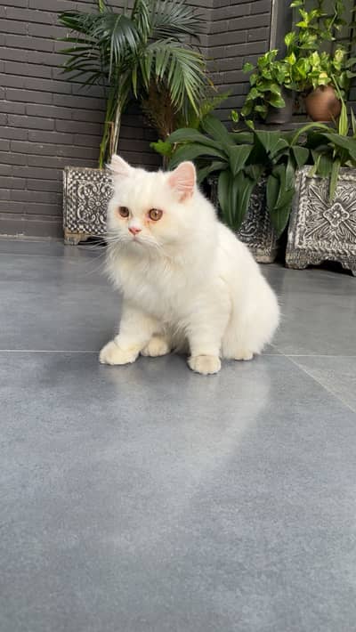 White Persian Male Kitten