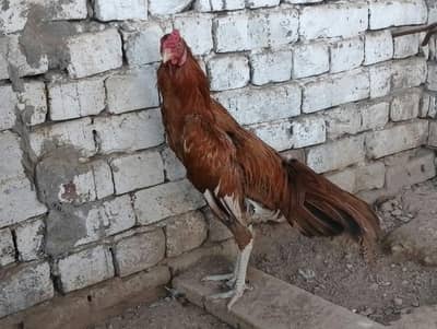 heera aseel male